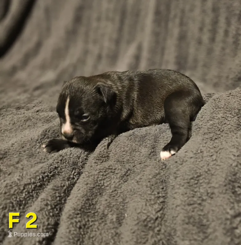 Female 2 – American Pit Bull Terrier, Alapaha Blue Blood Bulldog puppy for sale in Greensboro, NC