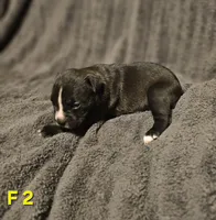 Female 2, a female American Pit Bull Terrier and Alapaha Blue Blood Bulldog for sale in Greensboro, NC – 1 of 9