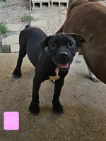 Female 4, a female American Bully and Alapaha Blue Blood Bulldog for sale in Greensboro, NC – 2 of 10