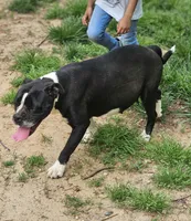 Female 6, a female American Pit Bull Terrier and Alapaha Blue Blood Bulldog for sale in Greensboro, NC – 7 of 10