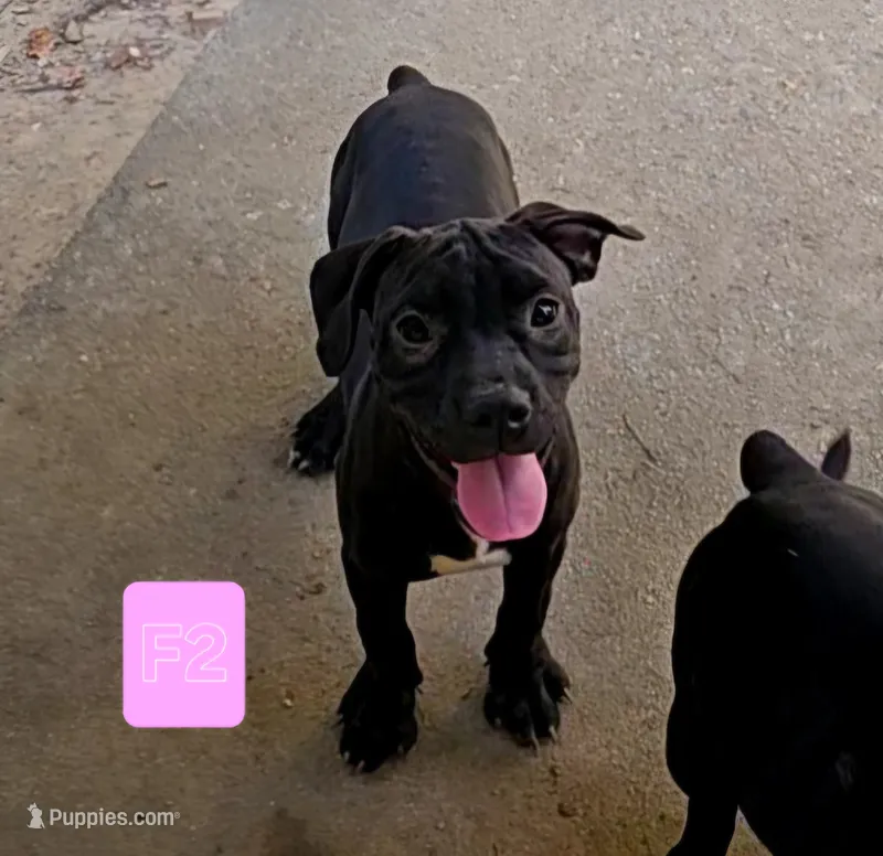 Female 4 – American Bully, Alapaha Blue Blood Bulldog puppy for sale in Greensboro, NC