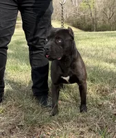 Male 2, a male American Pit Bull Terrier and Alapaha Blue Blood Bulldog for sale in Greensboro, NC – 7 of 7