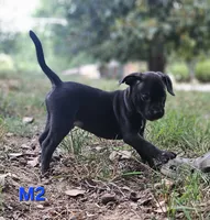 Male 2, a male American Pit Bull Terrier and Alapaha Blue Blood Bulldog for sale in Greensboro, NC – 3 of 7
