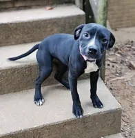 Female 1, a female American Bully and Alapaha Blue Blood Bulldog for sale in Greensboro, NC – 1 of 9