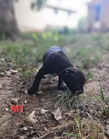 Male 1, a male American Pit Bull Terrier and Alapaha Blue Blood Bulldog for sale in Greensboro, NC – 2 of 9