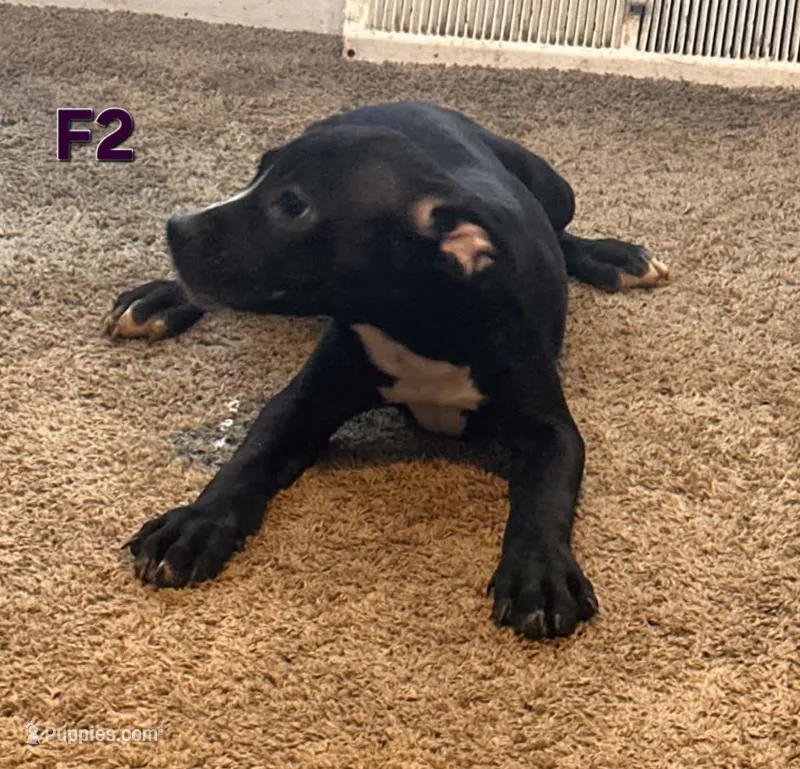 Female 2 – American Pit Bull Terrier, Alapaha Blue Blood Bulldog puppy for sale in Greensboro, NC