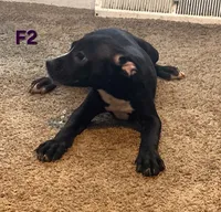 Female 2, a female American Pit Bull Terrier and Alapaha Blue Blood Bulldog for sale in Greensboro, NC – 1 of 8
