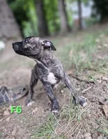 Female 6, a female American Pit Bull Terrier and Alapaha Blue Blood Bulldog for sale in Greensboro, NC – 2 of 10