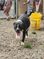 Female 6, a female American Pit Bull Terrier and Alapaha Blue Blood Bulldog for sale in Greensboro, NC – 6 of 10