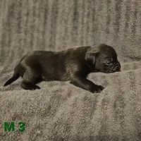 Male 3, a male American Pit Bull Terrier and Alapaha Blue Blood Bulldog for sale in Greensboro, NC – 3 of 3