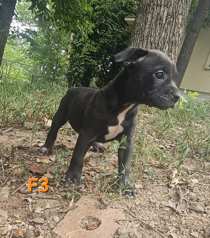 Female 3 – American Pit Bull Terrier, Alapaha Blue Blood Bulldog puppy for sale in Greensboro, NC
