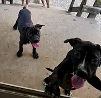 Female 1, a female American Bully and Alapaha Blue Blood Bulldog for sale in Greensboro, NC – 2 of 9
