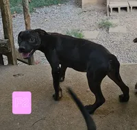 Female 4, a female American Bully and Alapaha Blue Blood Bulldog for sale in Greensboro, NC – 4 of 10