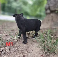 Male 1, a male American Pit Bull Terrier and Alapaha Blue Blood Bulldog for sale in Greensboro, NC – 3 of 9