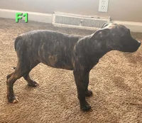 Female 1, a female American Pit Bull Terrier and Alapaha Blue Blood Bulldog for sale in Greensboro, NC – 2 of 8
