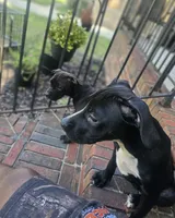 Female 1, a female American Bully and Alapaha Blue Blood Bulldog for sale in Greensboro, NC – 3 of 9