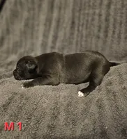 Male 1, a male American Pit Bull Terrier and Alapaha Blue Blood Bulldog for sale in Greensboro, NC – 3 of 3