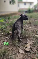 Female 6, a female American Pit Bull Terrier and Alapaha Blue Blood Bulldog for sale in Greensboro, NC – 4 of 10
