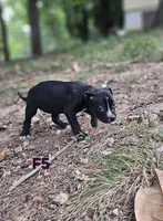 Female 5, a female American Pit Bull Terrier and Alapaha Blue Blood Bulldog for sale in Greensboro, NC – 4 of 9