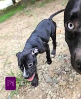 Female 1, a female American Pit Bull Terrier and Alapaha Blue Blood Bulldog for sale in Greensboro, NC – 2 of 10