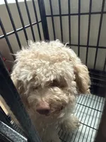 Milo, a male Maltipoo for sale in El Cajon, CA – 3 of 3