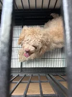Milo, a male Maltipoo for sale in El Cajon, CA – 2 of 3