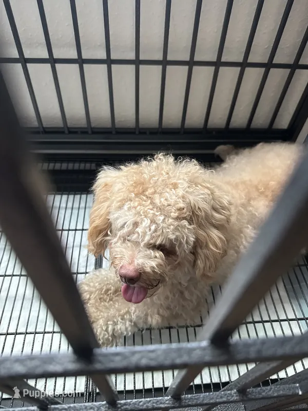 Milo – Maltipoo puppy for sale in El Cajon, CA