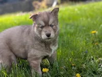 Ivy, a female Siberian Husky for sale in Coshocton, OH – Photo 2 of 7