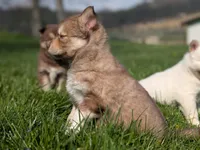 Ivy, a female Siberian Husky for sale in Coshocton, OH – Photo 4 of 7
