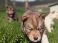 Ivy, a female Siberian Husky for sale in Coshocton, OH – Photo 3 of 7