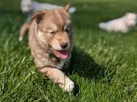 Ivy, a female Siberian Husky for sale in Coshocton, OH – Photo 6 of 7