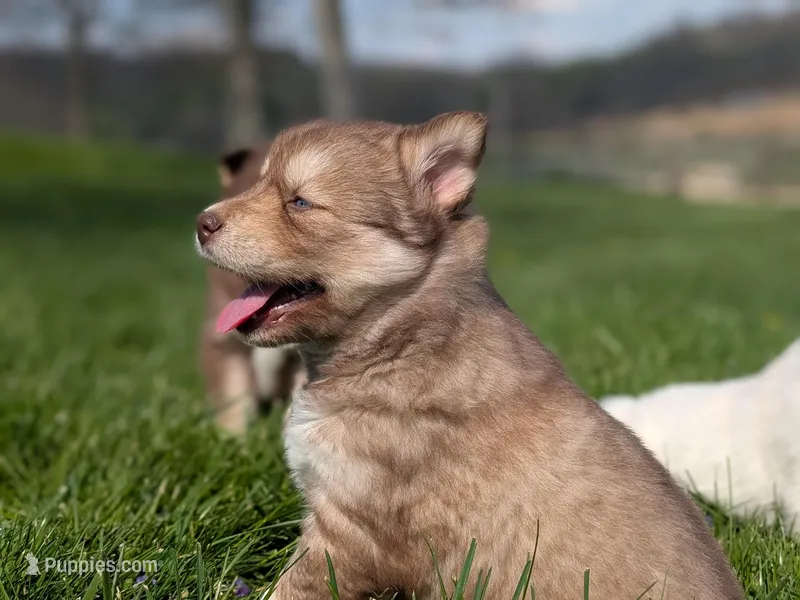 Ivy – Siberian Husky puppy for sale in Coshocton, OH