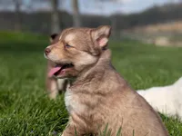 Ivy, a female Siberian Husky for sale in Coshocton, OH – Photo 1 of 7