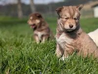 Ivy, a female Siberian Husky for sale in Coshocton, OH – Photo 5 of 7