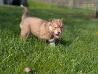 Ivy, a female Siberian Husky for sale in Coshocton, OH – Photo 7 of 7