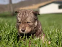River, a male Siberian Husky for sale in Coshocton, OH – Photo 7 of 9