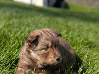 River, a male Siberian Husky for sale in Coshocton, OH – Photo 4 of 9