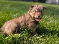 River, a male Siberian Husky for sale in Coshocton, OH – Photo 8 of 9