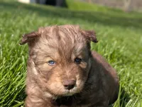 River, a male Siberian Husky for sale in Coshocton, OH – Photo 6 of 9