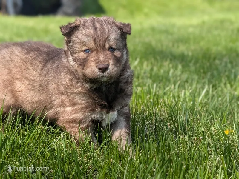 River – Siberian Husky puppy for sale in Coshocton, OH