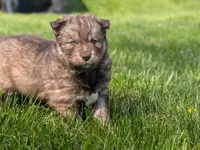 River, a male Siberian Husky for sale in Coshocton, OH – Photo 1 of 9