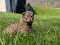 River, a male Siberian Husky for sale in Coshocton, OH – Photo 2 of 9