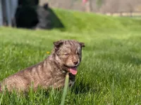 River, a male Siberian Husky for sale in Coshocton, OH – Photo 3 of 9