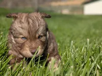 River, a male Siberian Husky for sale in Coshocton, OH – Photo 5 of 9