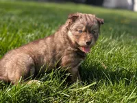 River, a male Siberian Husky for sale in Coshocton, OH – Photo 9 of 9