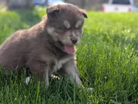 Reed, a male Siberian Husky for sale in Coshocton, OH – Photo 3 of 8