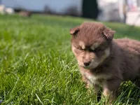 Reed, a male Siberian Husky for sale in Coshocton, OH – Photo 5 of 8