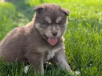 Reed, a male Siberian Husky for sale in Coshocton, OH – Photo 2 of 8