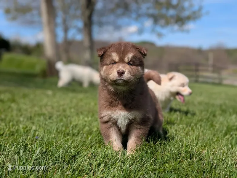 Reed – Siberian Husky puppy for sale in Coshocton, OH