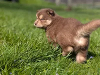 Reed, a male Siberian Husky for sale in Coshocton, OH – Photo 8 of 8